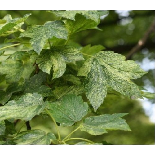 Klevas platanalapis (Acer pseudoplatanus) 'LEOPOLDII'
