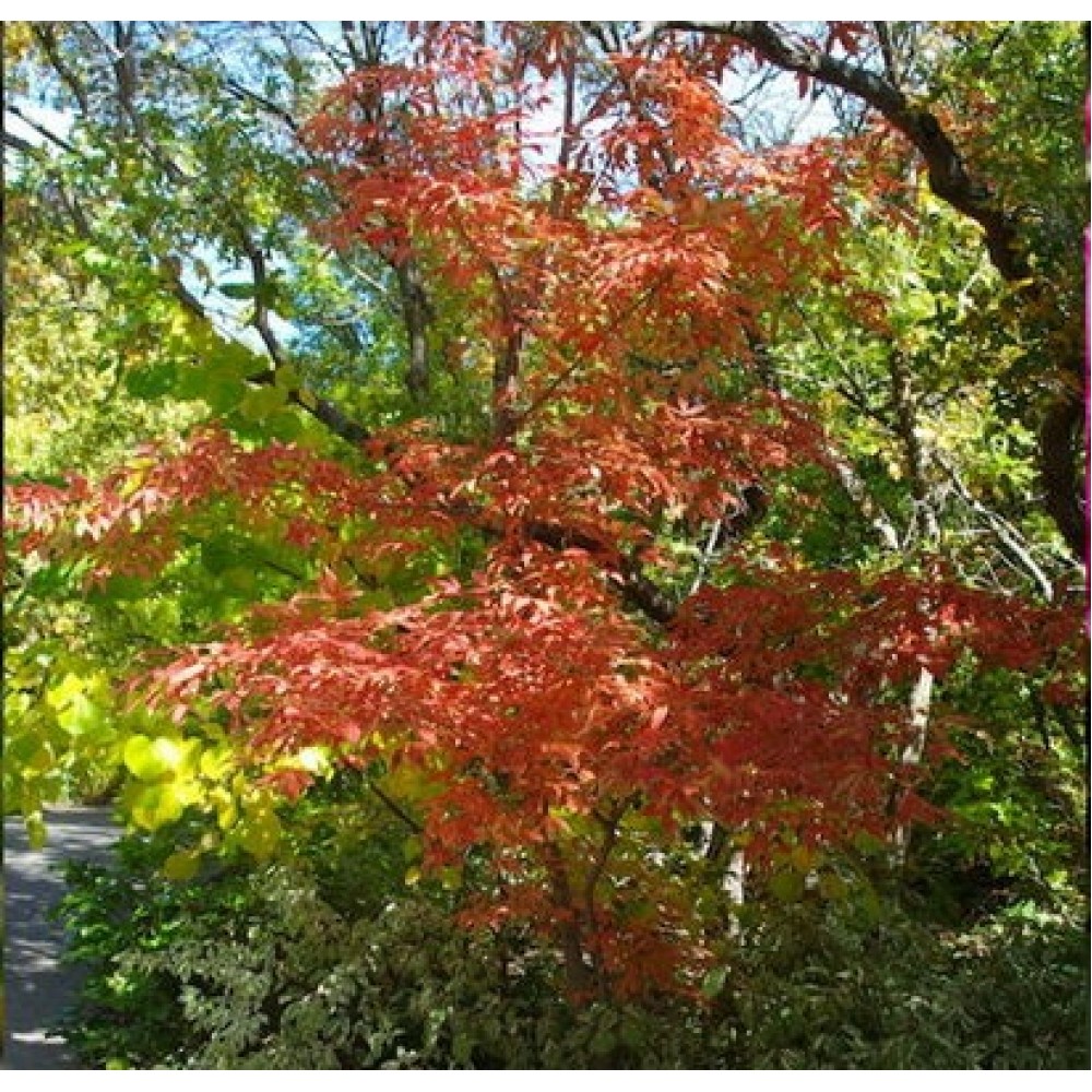 Klevas (Acer mandshuricum)