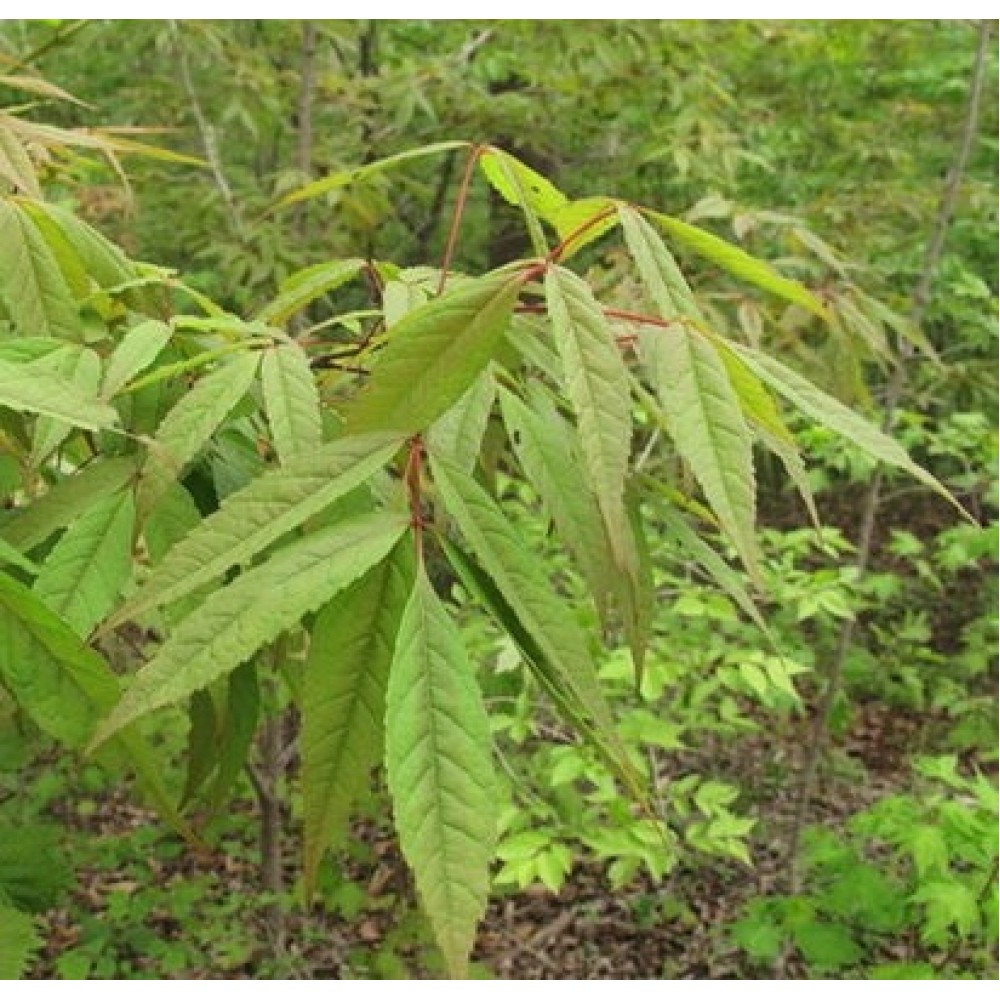 Klevas (Acer mandshuricum)