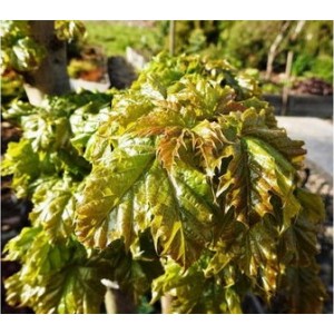 Klevas paprastasis (Acer platanoides) 'MARIT'