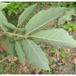 Klevas trilapis (Acer maximowiczianum) (syn. Acer nikoense)