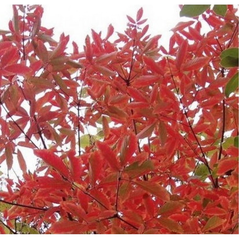 Klevas trilapis (Acer maximowiczianum) (syn. Acer nikoense)