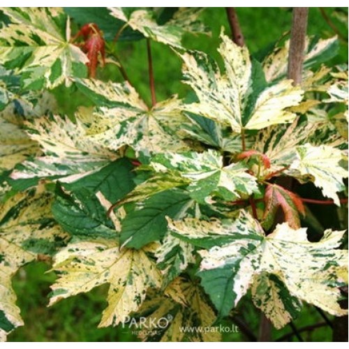 Klevas platanalapis (Acer pseudoplatanus) 'NIZETTI'