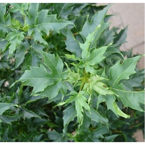 Klevas paprastasis (Acer platanoides) 'NOVUSH'