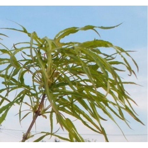 Klevas paprastasis (Acer platanoides) 'PALDISKI'
