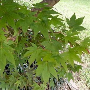Klevas plaštakinis (Acer palmatum) 
