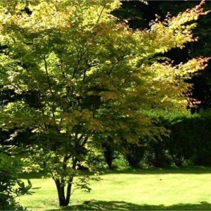 Klevas plaštakinis (Acer palmatum) 