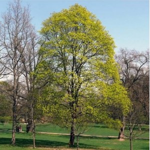 Klevas paprastasis (Acer platanoides) 