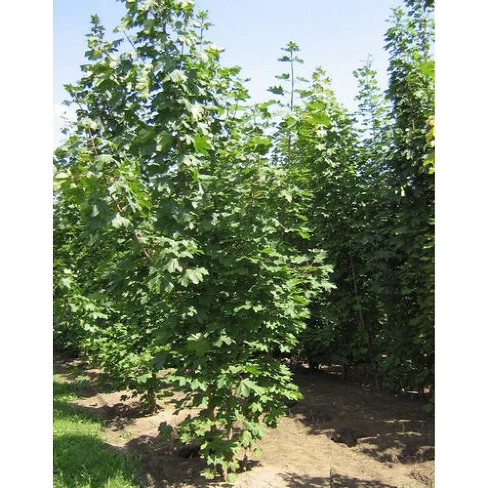 Klevas paprastasis (Acer platanoides) 