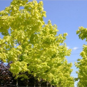 Klevas paprastasis (Acer platanoides) 'PRICETON GOLD'