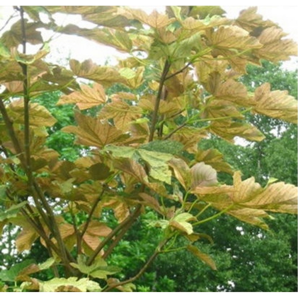 Klevas platanalapis (Acer pseudoplatanus) 'PRINCE CAMILLE DE ROHAN'