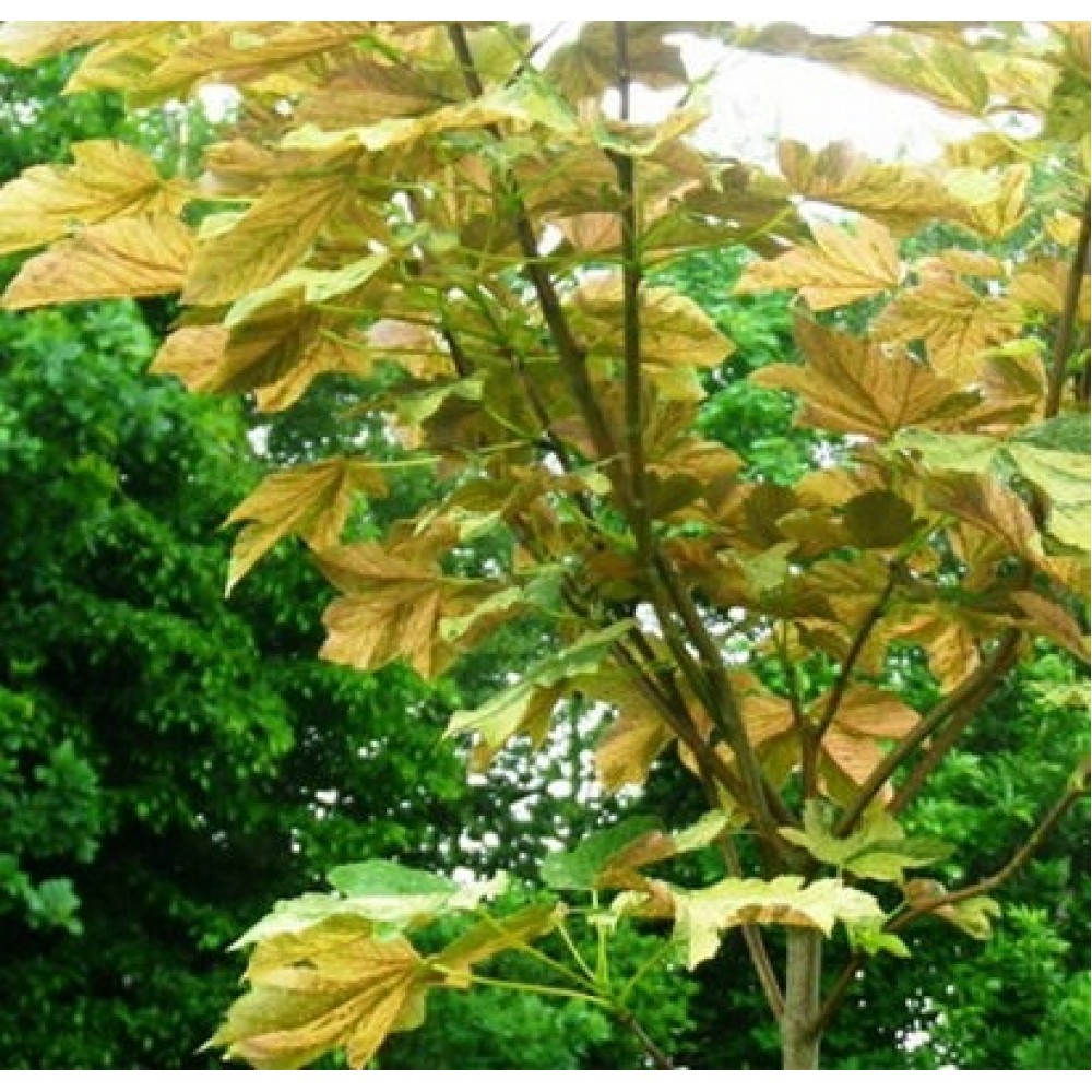 Klevas platanalapis (Acer pseudoplatanus) 'PRINCE CAMILLE DE ROHAN'