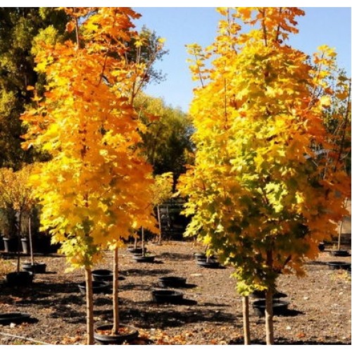 Klevas paprastasis (Acer platanoides) 'PYRAMIDALE NANUM'