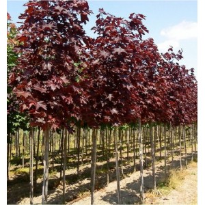 Klevas paprastasis (Acer platanoides) 'ROYAL RED'