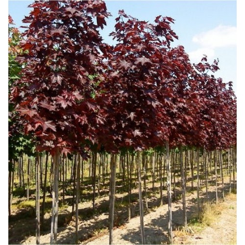 Klevas paprastasis (Acer platanoides) 'ROYAL RED'