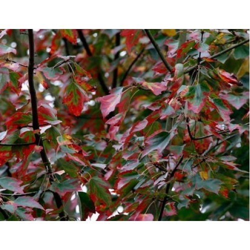 Klevas raudonasis (Acer rubrum) 