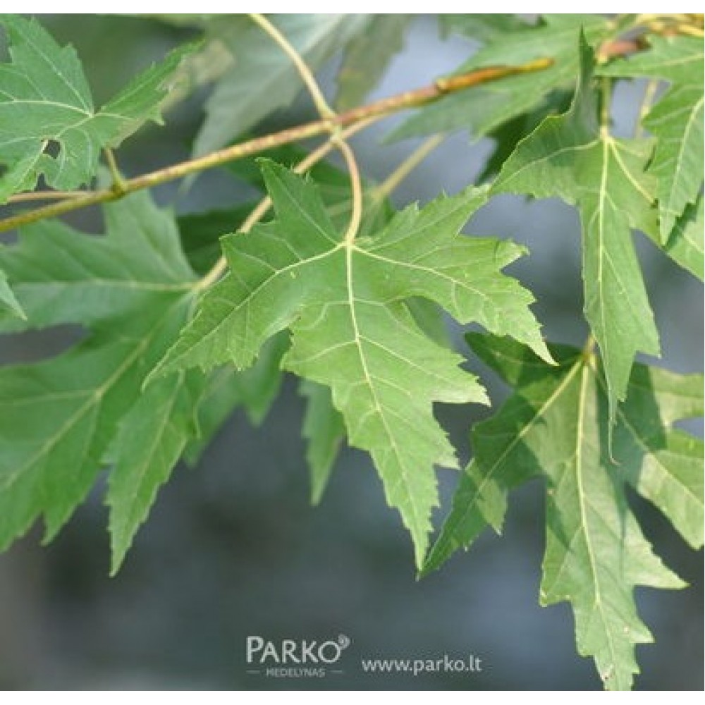 Klevas sidabrinis (Acer saccharinum)