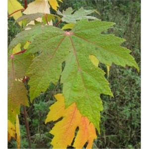 Klevas sidabrinis (Acer saccharinum)