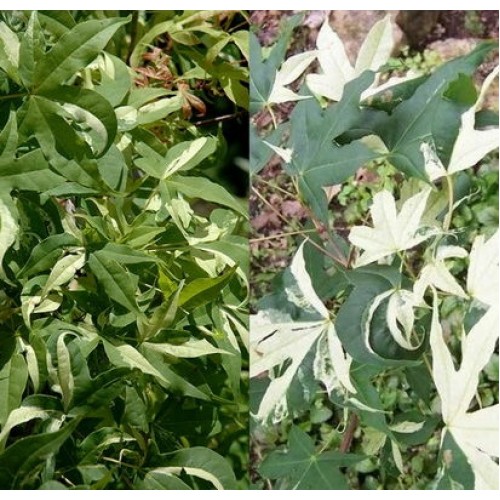 Klevas purpurinis (Acer truncatum) 'SHUNE-NISHIKI'