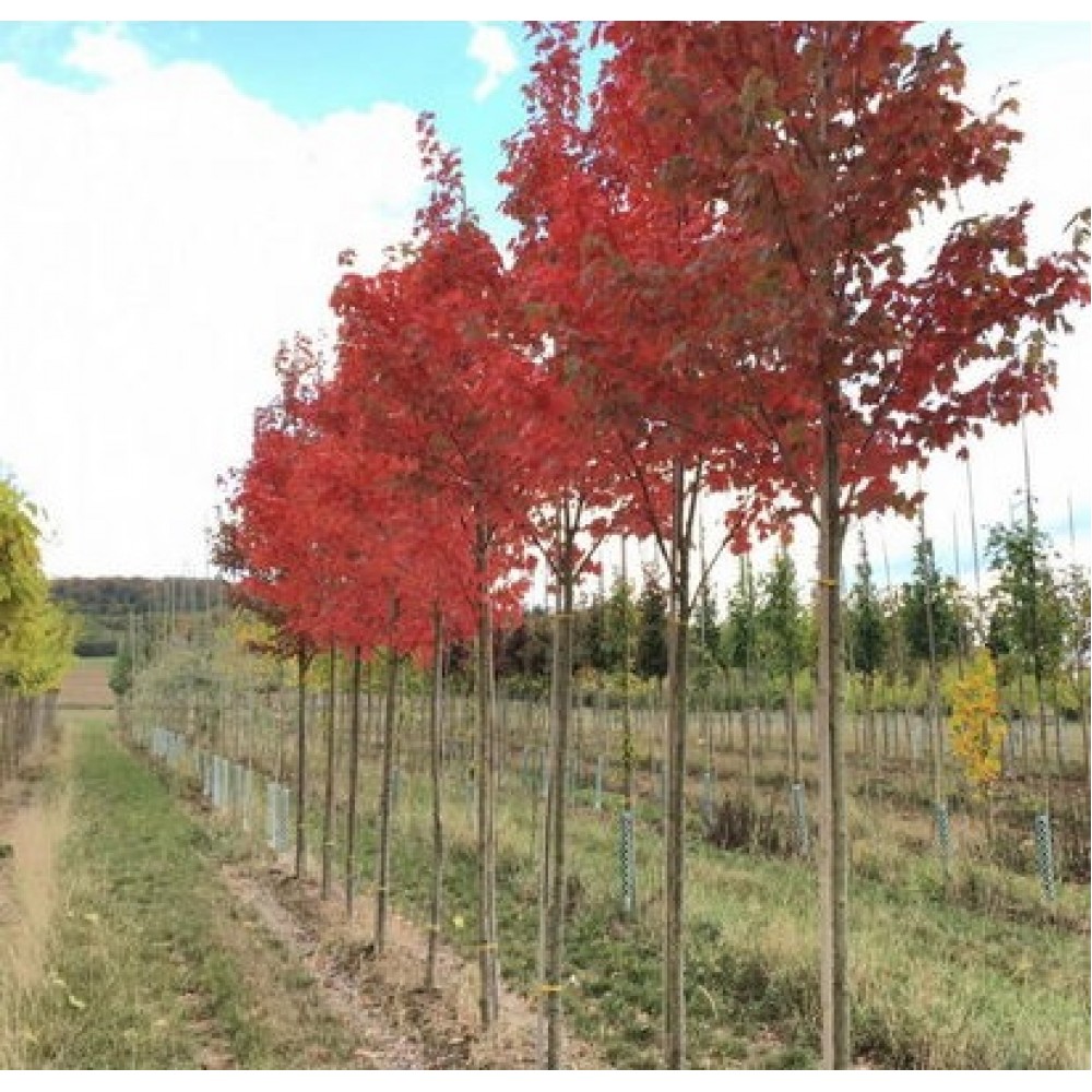 Klevas raudonasis (Acer rubrum) 'SOMERSET'