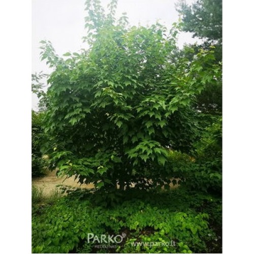 Klevas paprastasis (Acer platanoides) 'STOLLII'