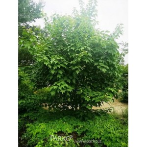 Klevas paprastasis (Acer platanoides) 'STOLLII'