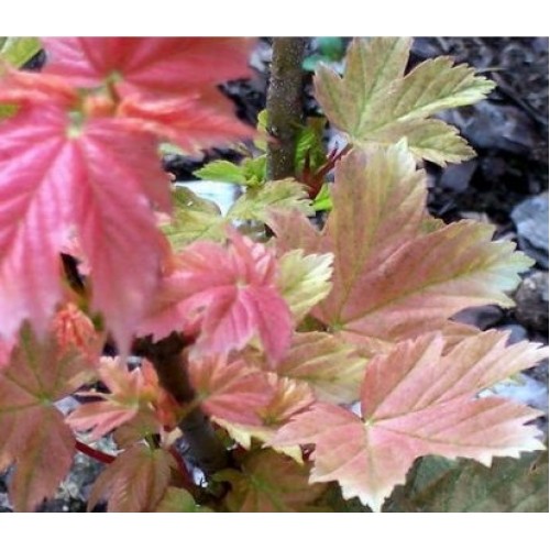 Klevas platanalapis (Acer pseudoplatanus) 'SUNSHINE'