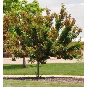 Klevas totorinis (Acer tataricum ssp.ginnala) 