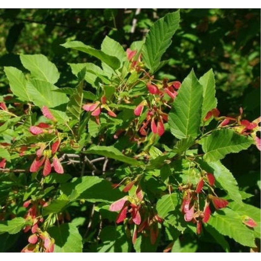 Klevas totorinis (Acer tataricum ssp.ginnala) 