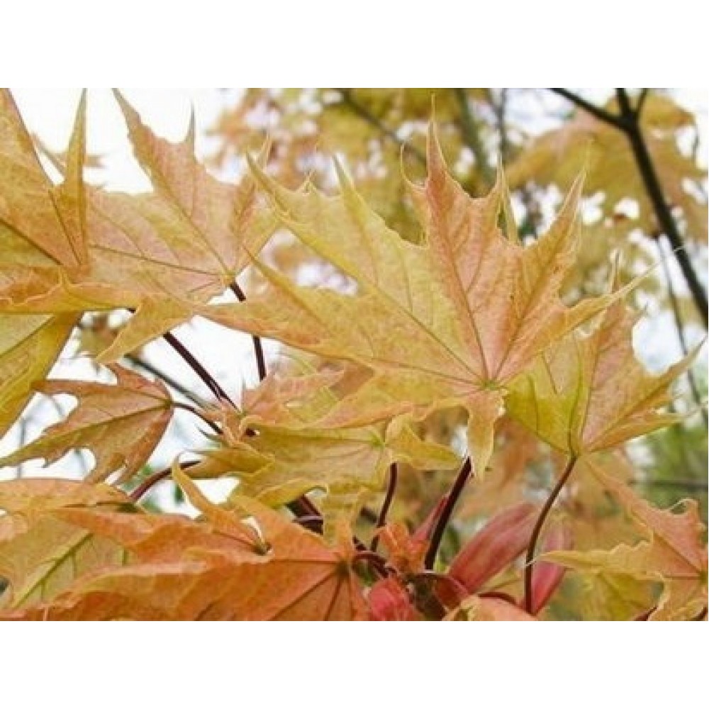Klevas paprastasis (Acer platanoides) 'WALDERSEEI'