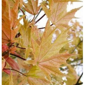 Klevas paprastasis (Acer platanoides) 'WALDERSEEI'