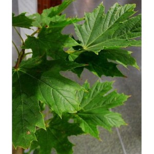 Klevas paprastasis (Acer platanoides) 'WARMIA'