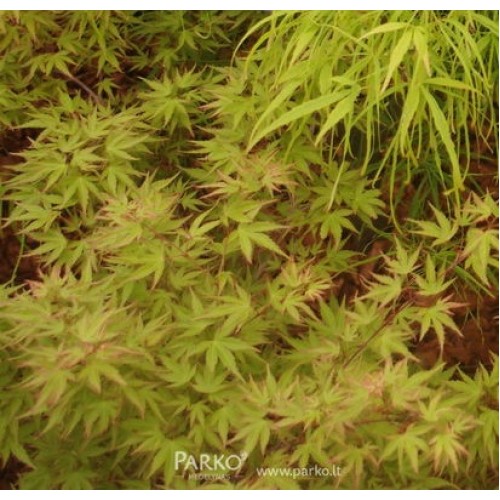 Klevas plaštakinis (Acer palmatum) 'WILSON'S PINK DWARF'
