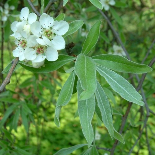 Kriaušė gluosnialapė  (Pyrus salicifolia)