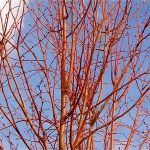 Liepa mažalapė (Tilia cordata) 'WINTER ORANGE'