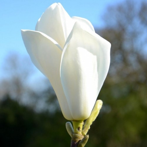 Magnolija (Magnolia) 'ELISA ODENWALD'