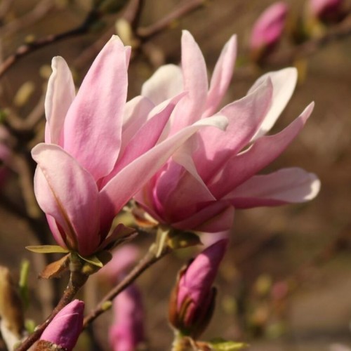 Magnolija ( Magnolia) 'GEORGE HENRY KERN'
