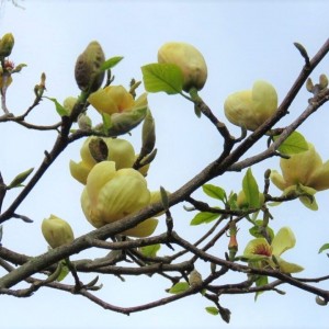 Magnolija (Magnolia) 'HONEY TULIP'