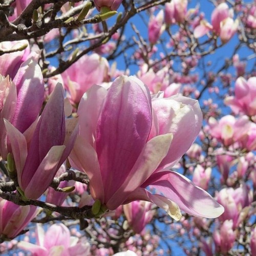 Magnolija (Magnolia) 'JANE'