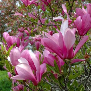 Magnolija (Magnolia) 'JANE'