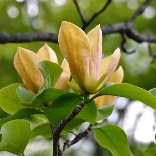 Magnolija (Magnolia) 'JUDY ZUK'