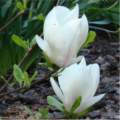 Magnolija sulanžo (Magnolia soulangeana) 'ALBA SUPERBA'