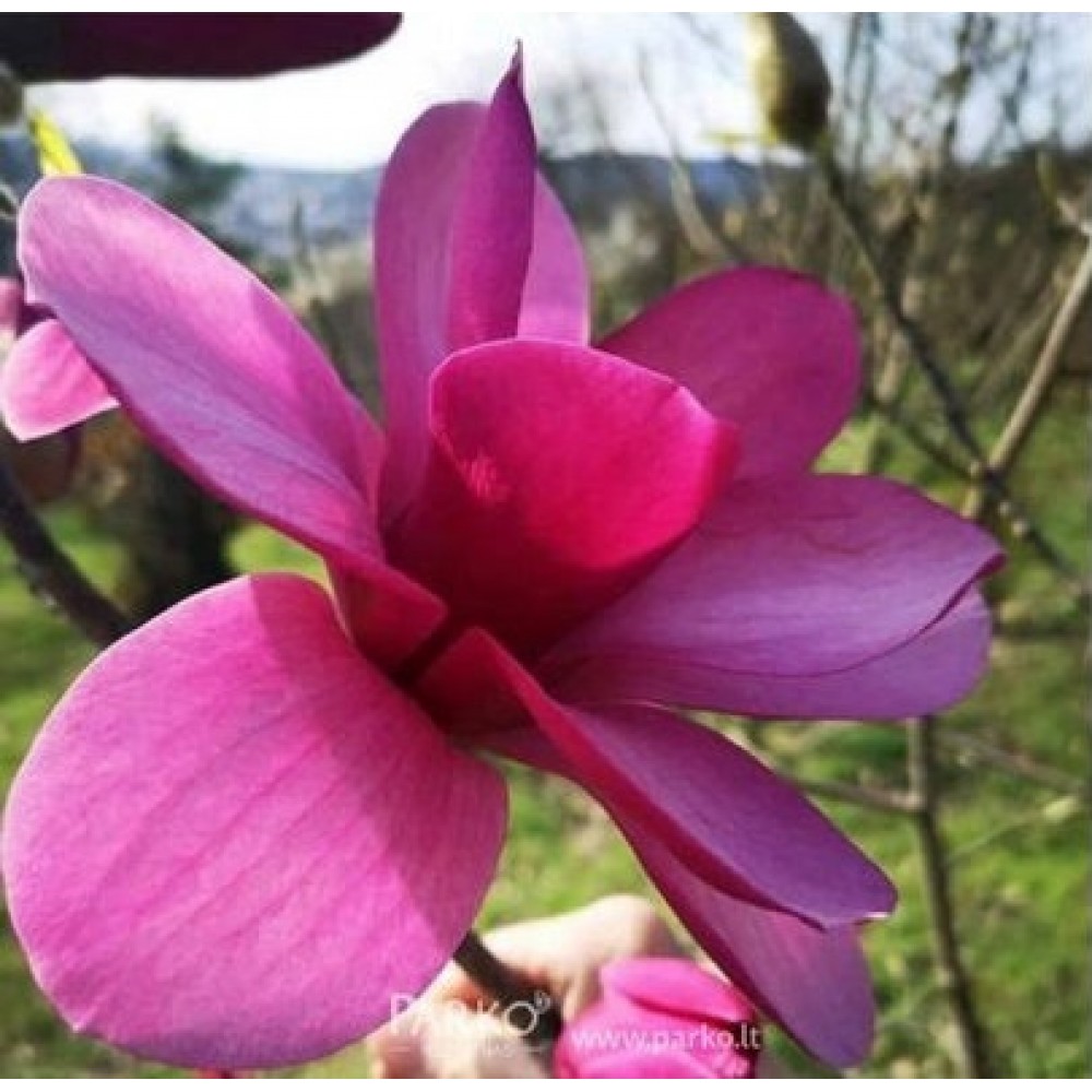 Magnolija (Magnolia) 'APHRODITE'