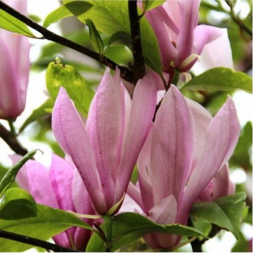 Magnolija (Magnolia) 'BETTY'