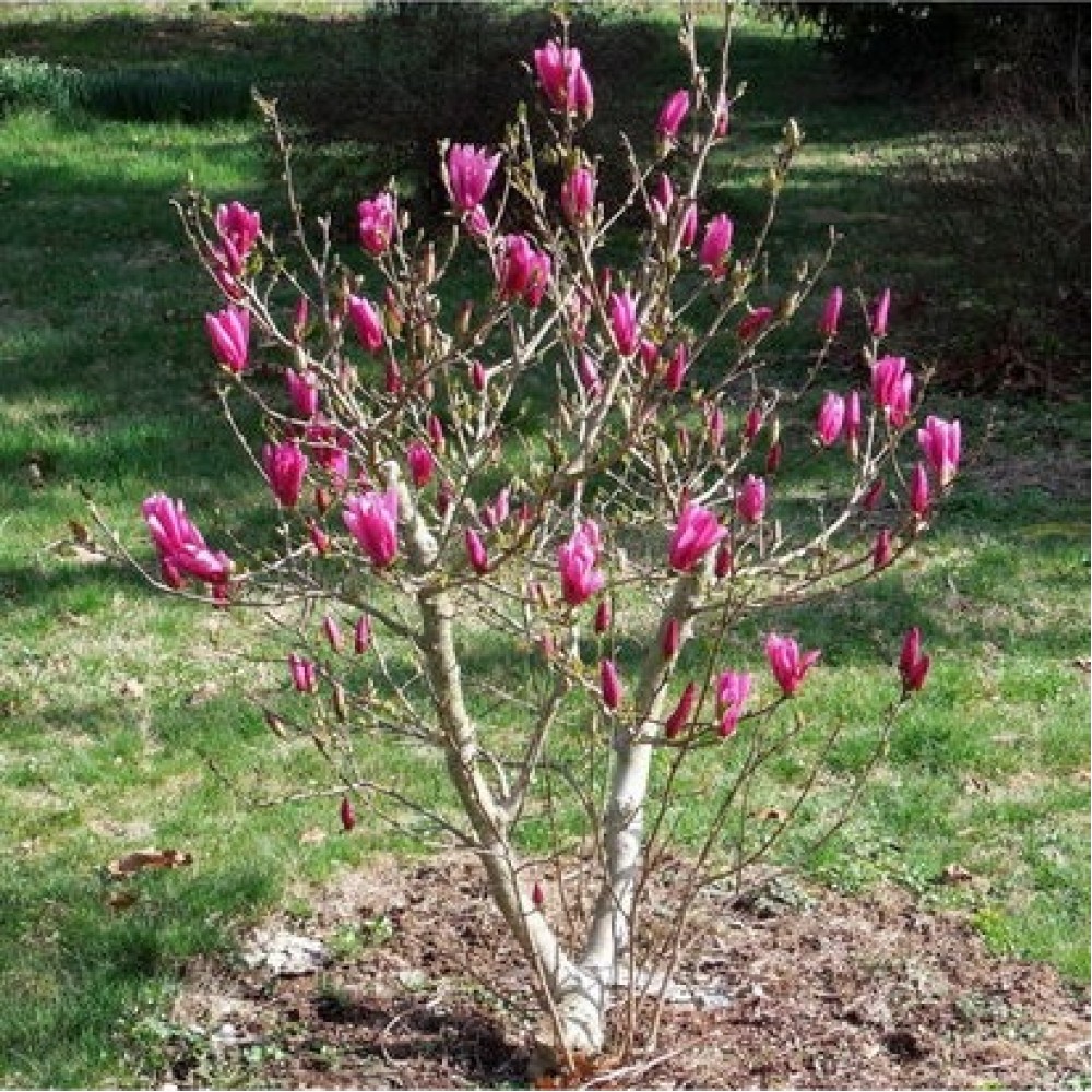 Magnolija (Magnolia) 'BETTY'