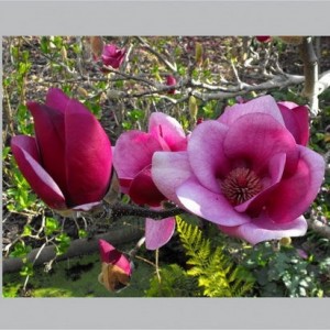 Magnolija (Magnolia) 'CLEOPATRA'PBR