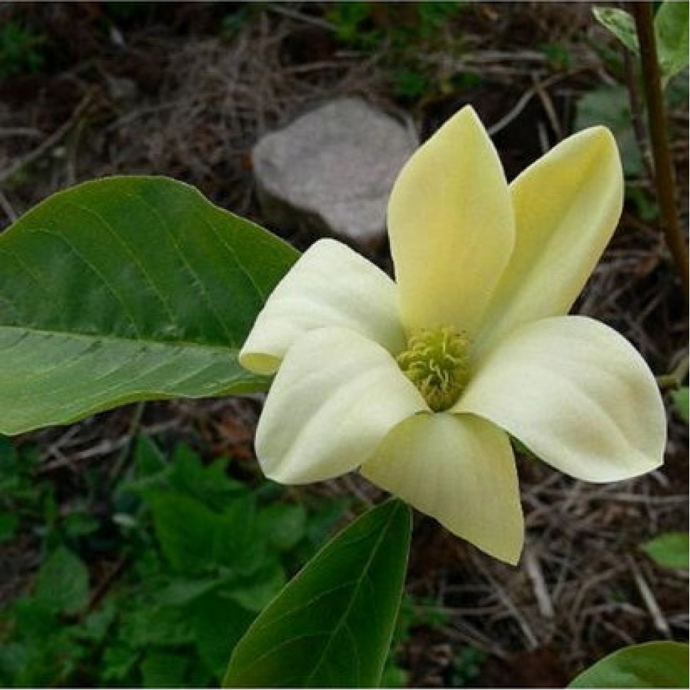 Magnolija (Magnolia) 'DAPHNE'