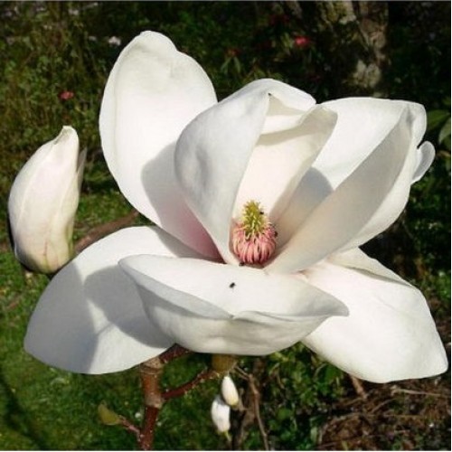 Magnolija puošnioji (Magnolia denudata) 