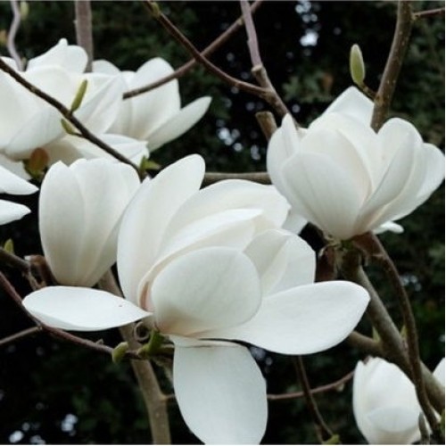 Magnolija puošnioji (Magnolia denudata) 'DOUBLE DIAMOND'