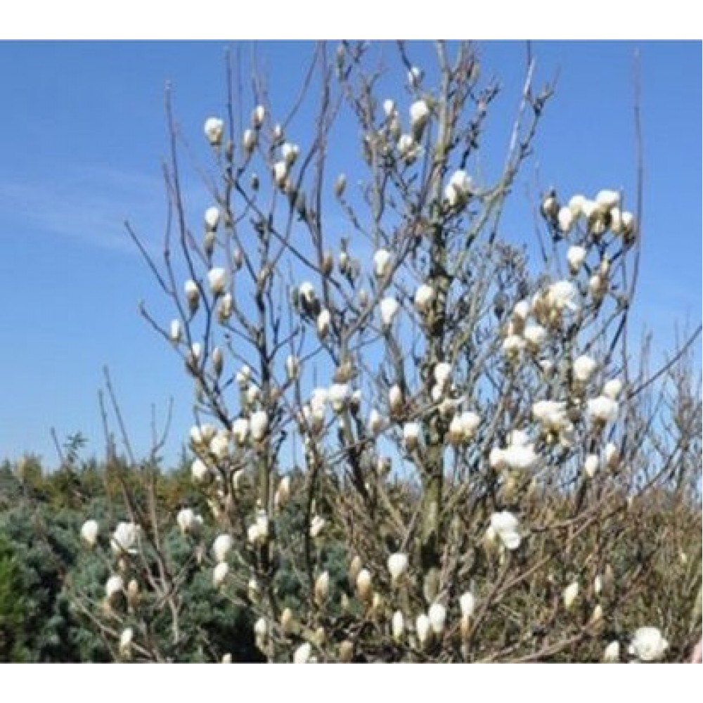 Magnolija puošnioji (Magnolia denudata) 'DOUBLE DIAMOND'